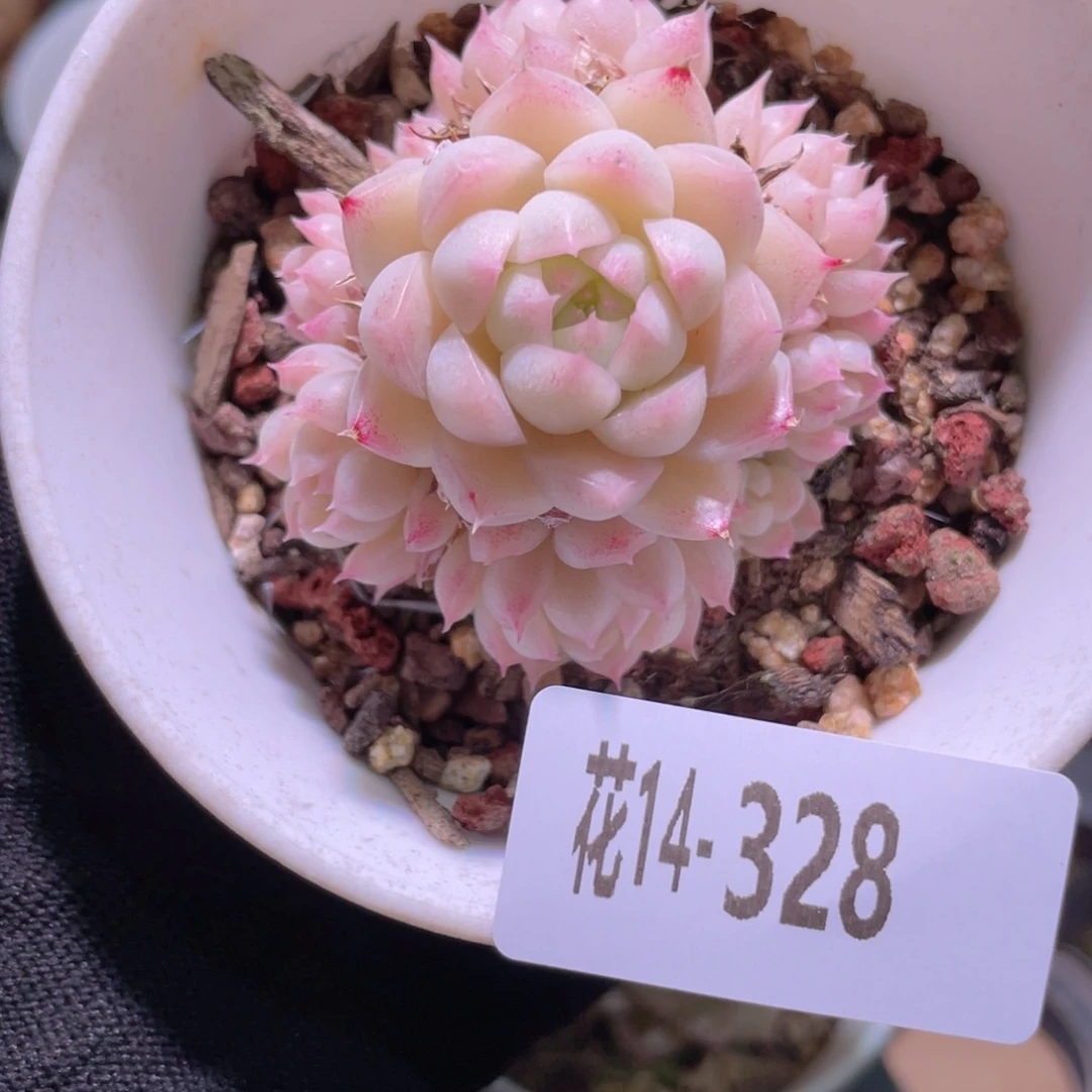 花利美14-328女王