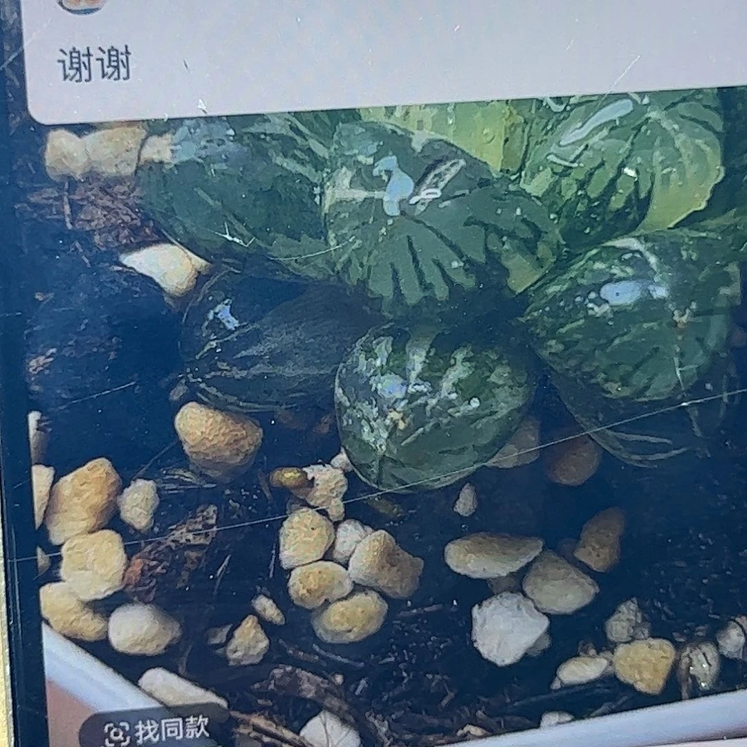 丑***鸭塑料皮锦十二卷多肉
