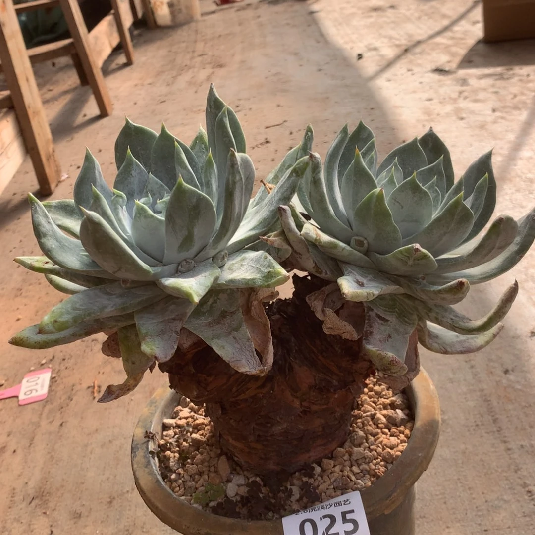 浦西非克025多肉植物
