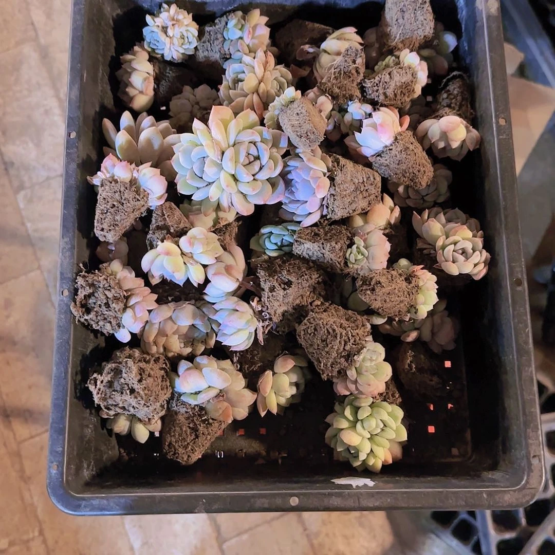 整筐保底25颗以上量拍