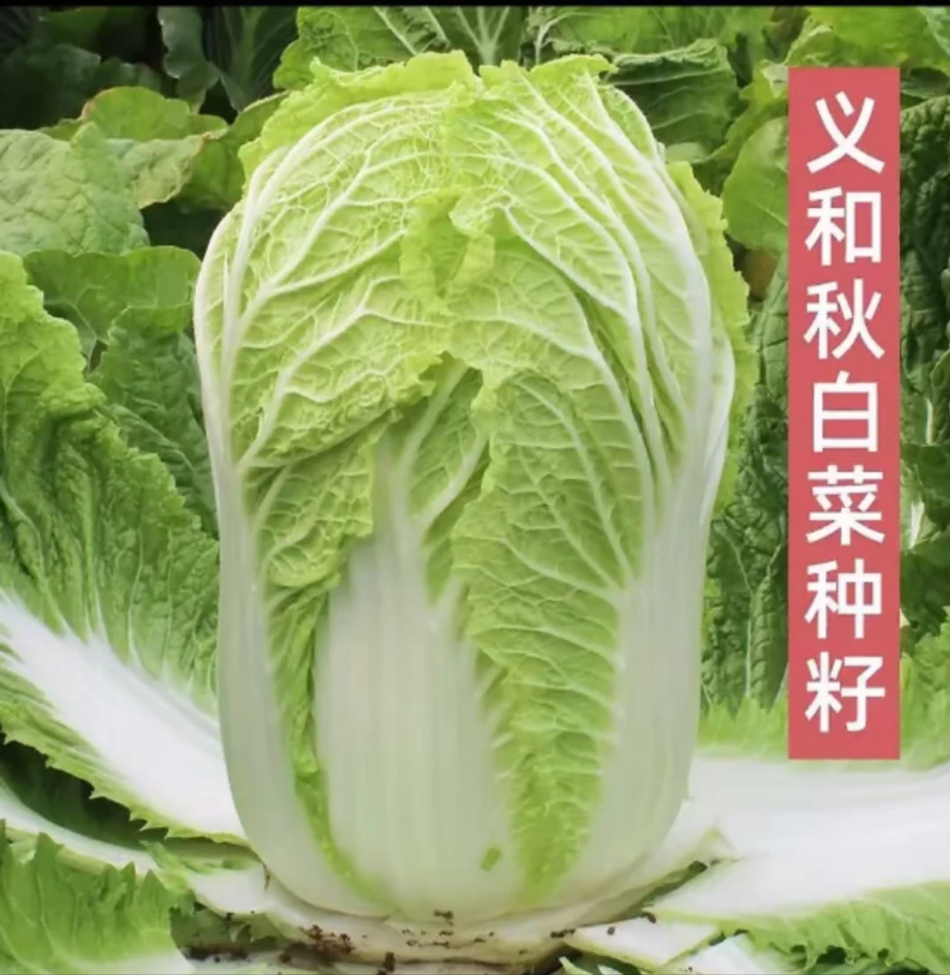 早熟大白菜种籽黄心大白菜种子抗病白菜高产秋播冬储露天种植