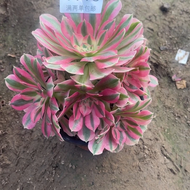 4116女巫的的的的