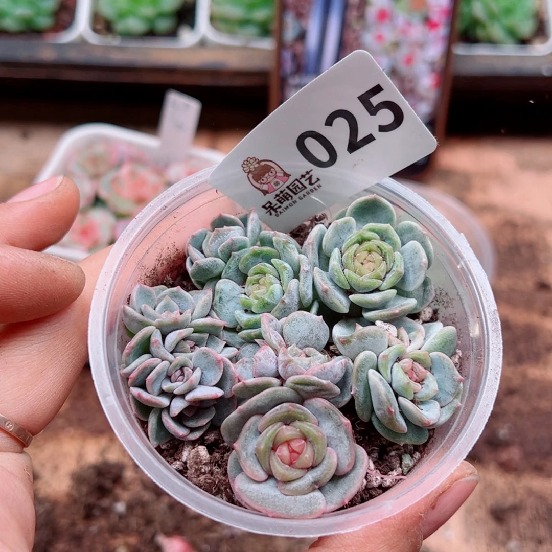多肉植物多肉植物