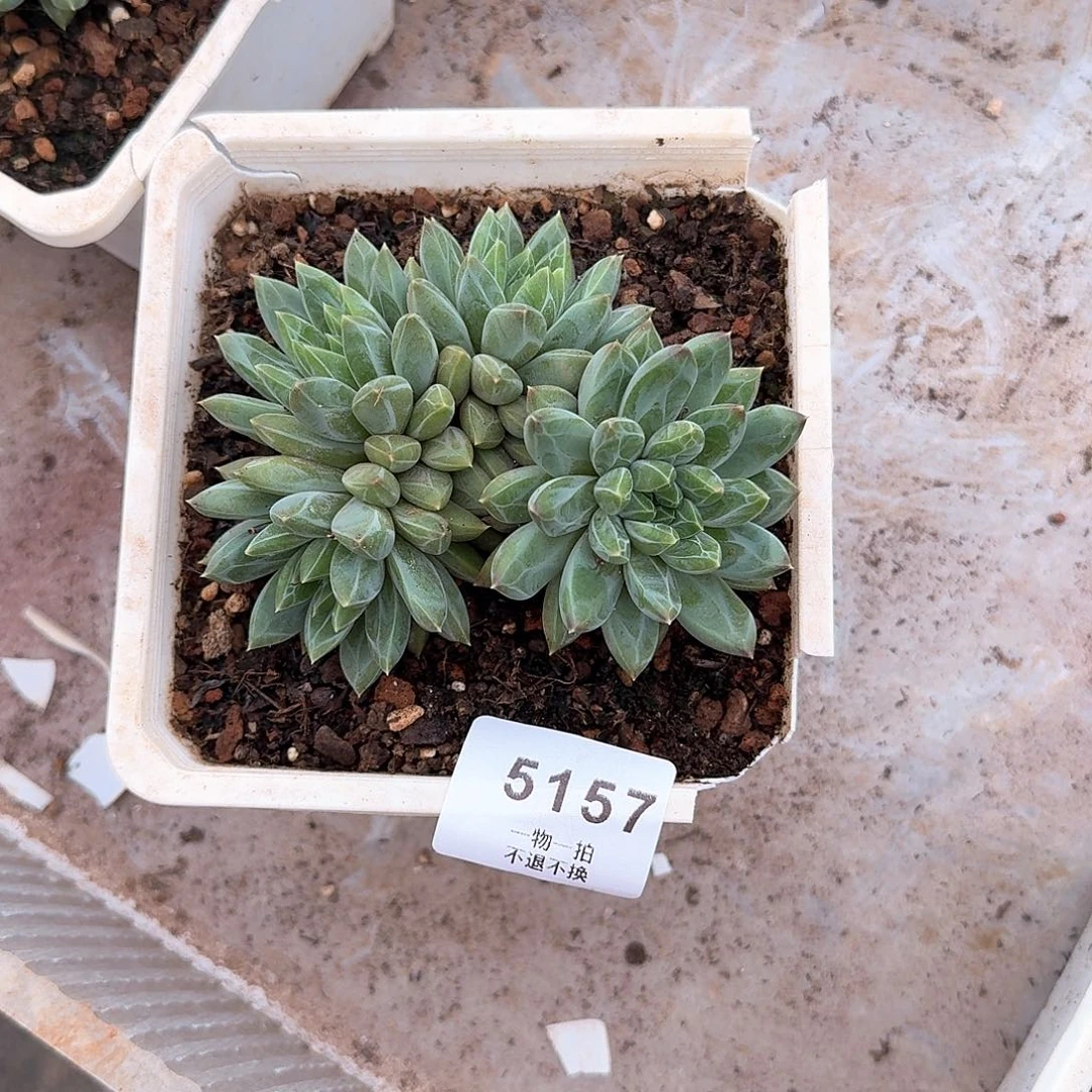 多***多5157号陨石群生