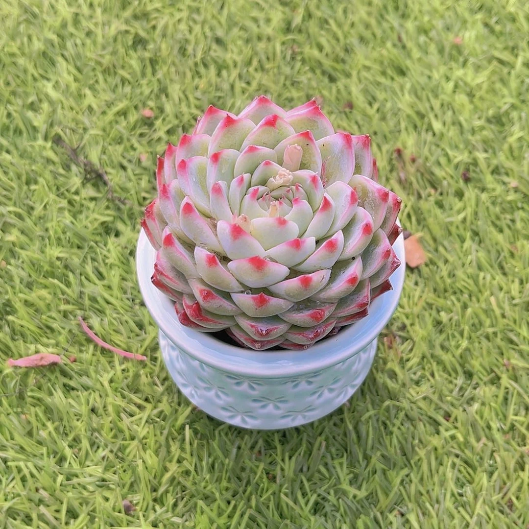 桃夭仙子9999999999999999998888888