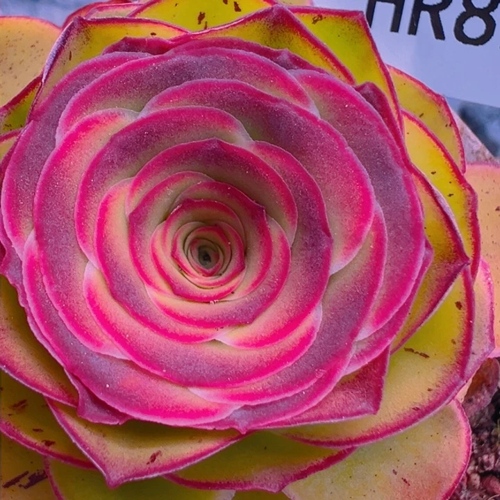 HR827绝紫潘下播福利