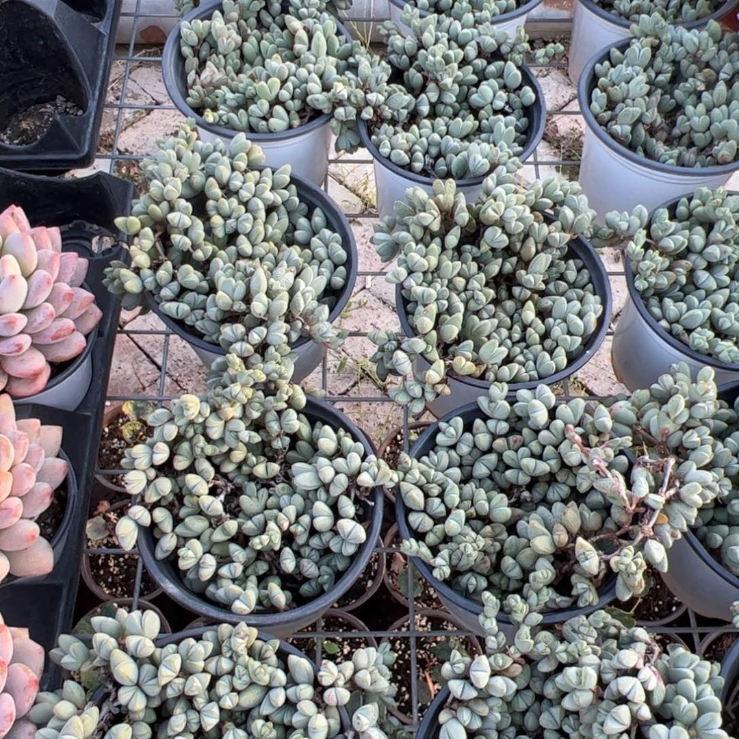 新疆包邮 鹿角海棠