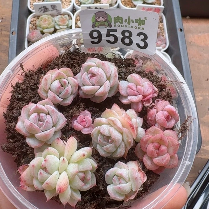 多肉植物多肉植物