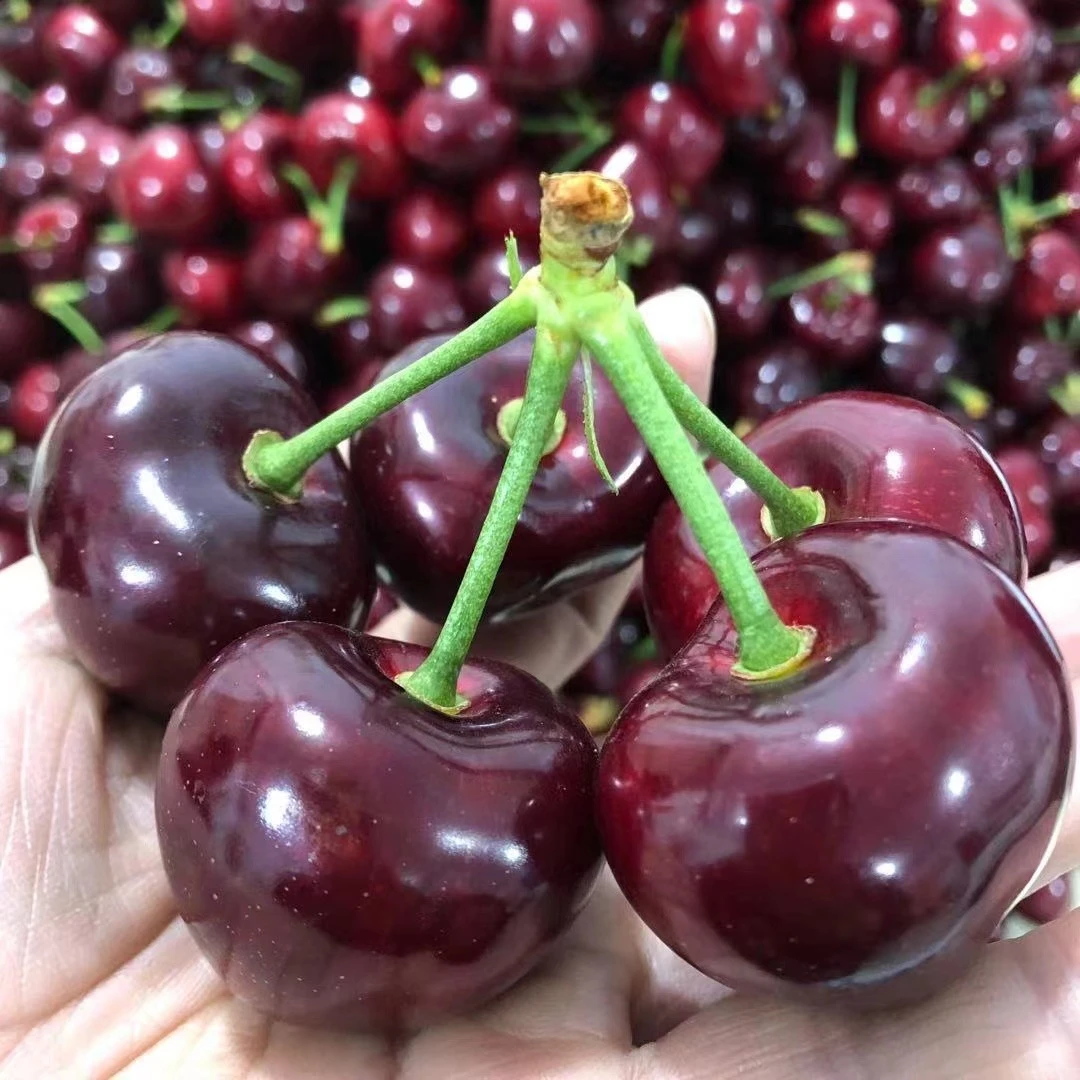 【稀有大果王】精选大连美早大樱桃鲜甜暴汁7J王中王单果18克以上