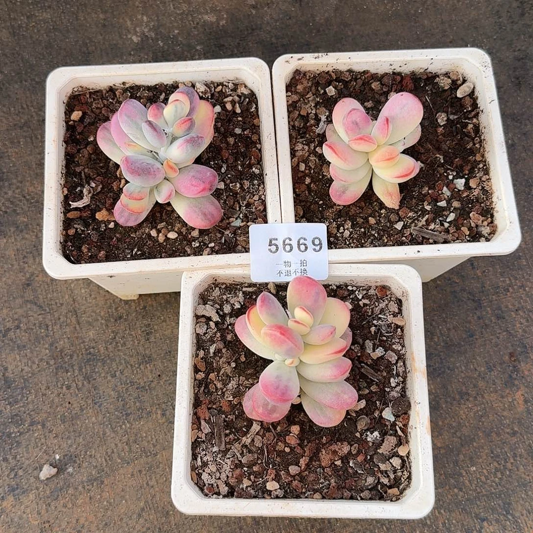 牙***牙5669号乒乓福娘锦3个单头