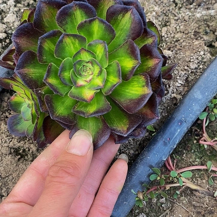 多肉植物保护研究所