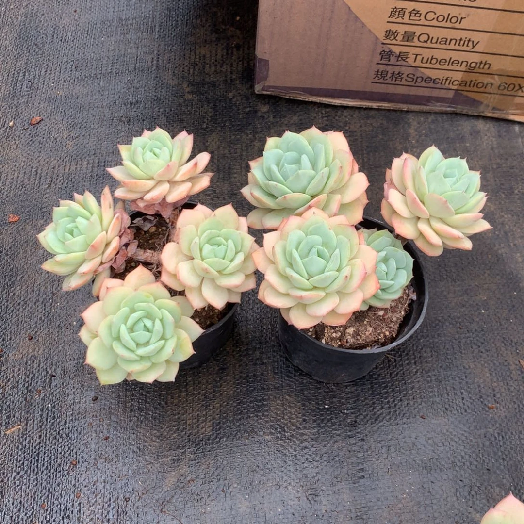 朱***茵那时候是个啥东西不敢碰