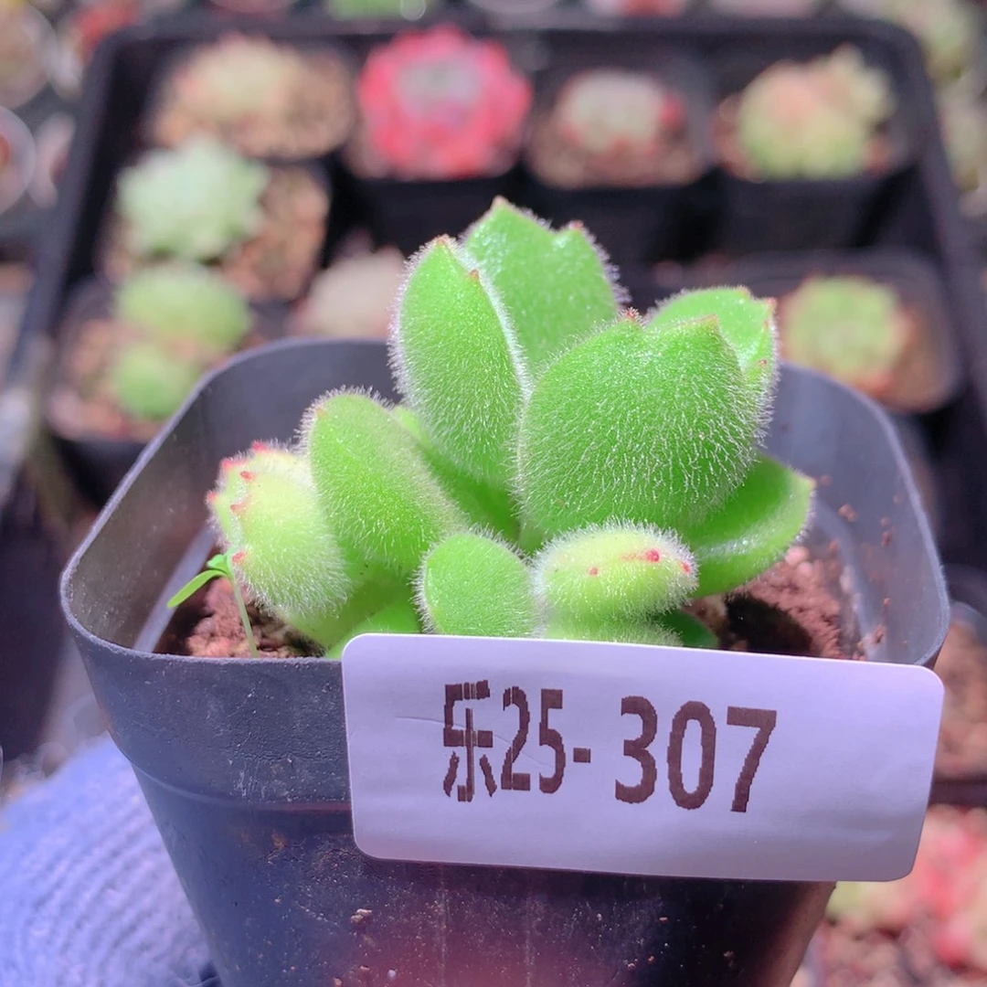 乐然25-307 熊童子 不售后介意慎拍