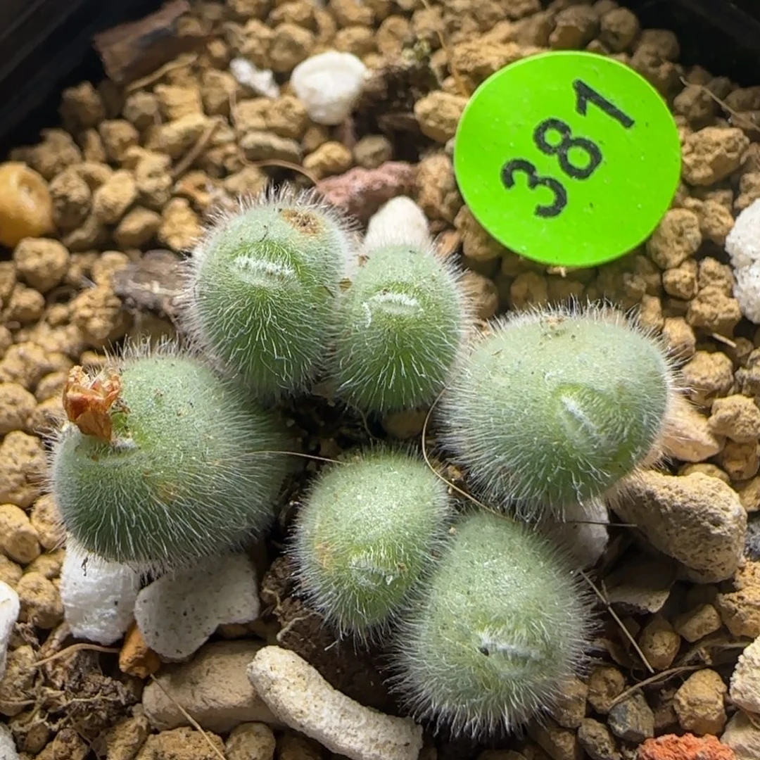 小美毛球群多肉植物381