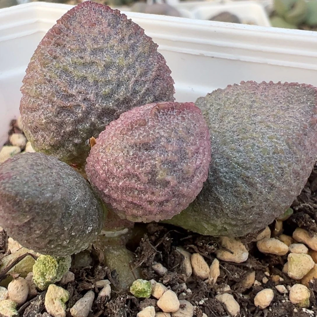实生新品多肉植物水泡