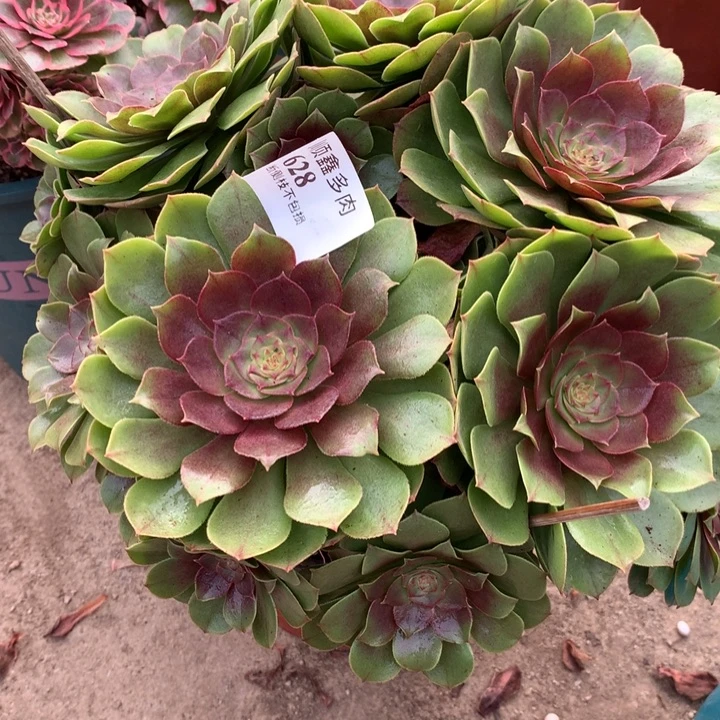 628万圣节多肉植物特价