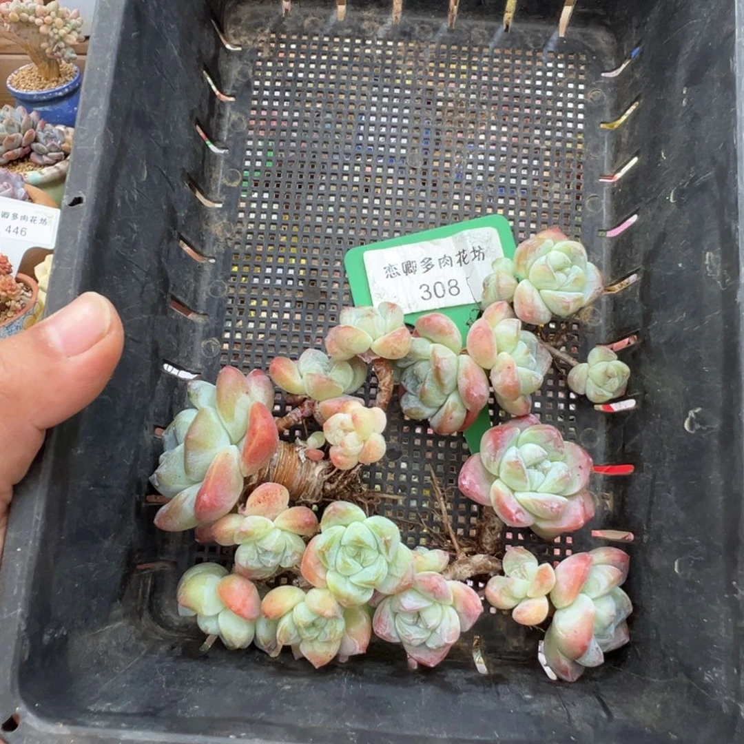 308冰玉4颗组合老桩无砍