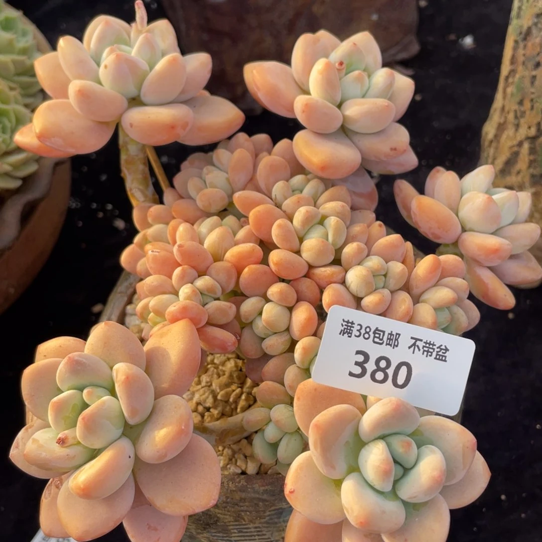 380洛神带盆发物流多肉