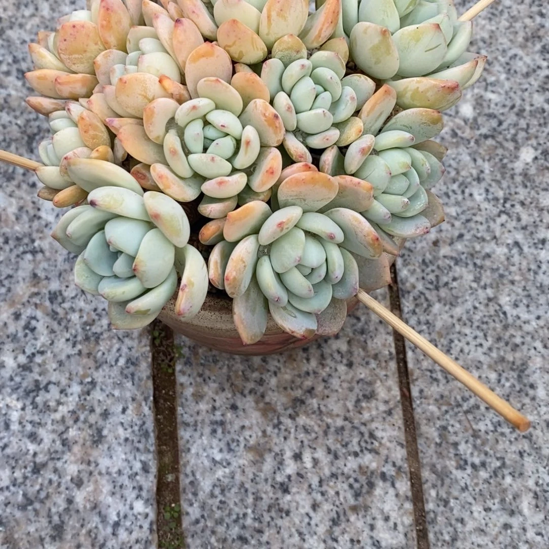 静****多肉植物冷香自然群