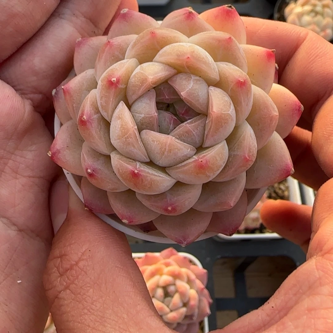 一物一拍麦秆珍妮05132