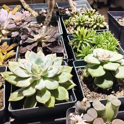 9.9元4盆包邮惊爆价