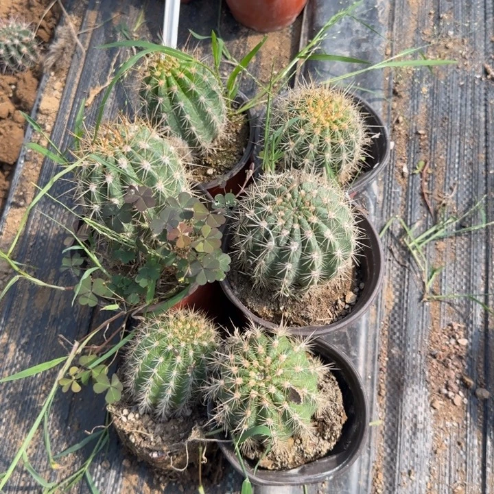 完***型六个毛花柱实生的20的毛花柱