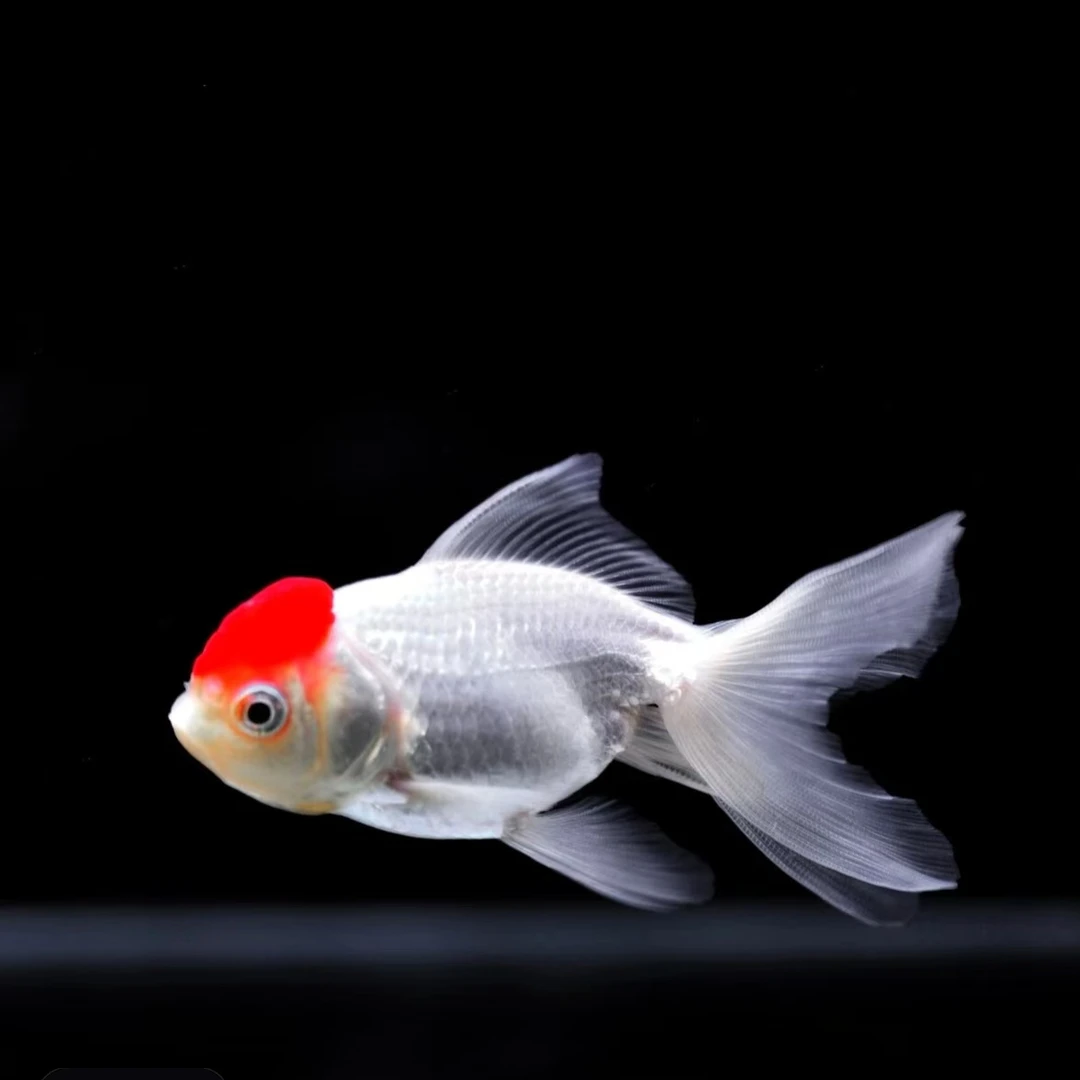 冷水鱼观赏鱼招财10-12cm开箱视频包售后