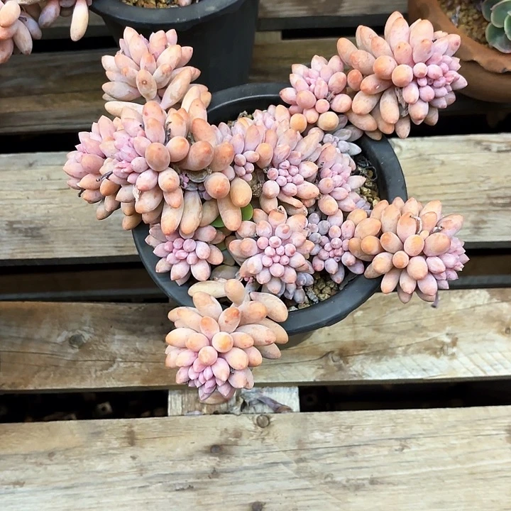 多肉植物，婴儿手指