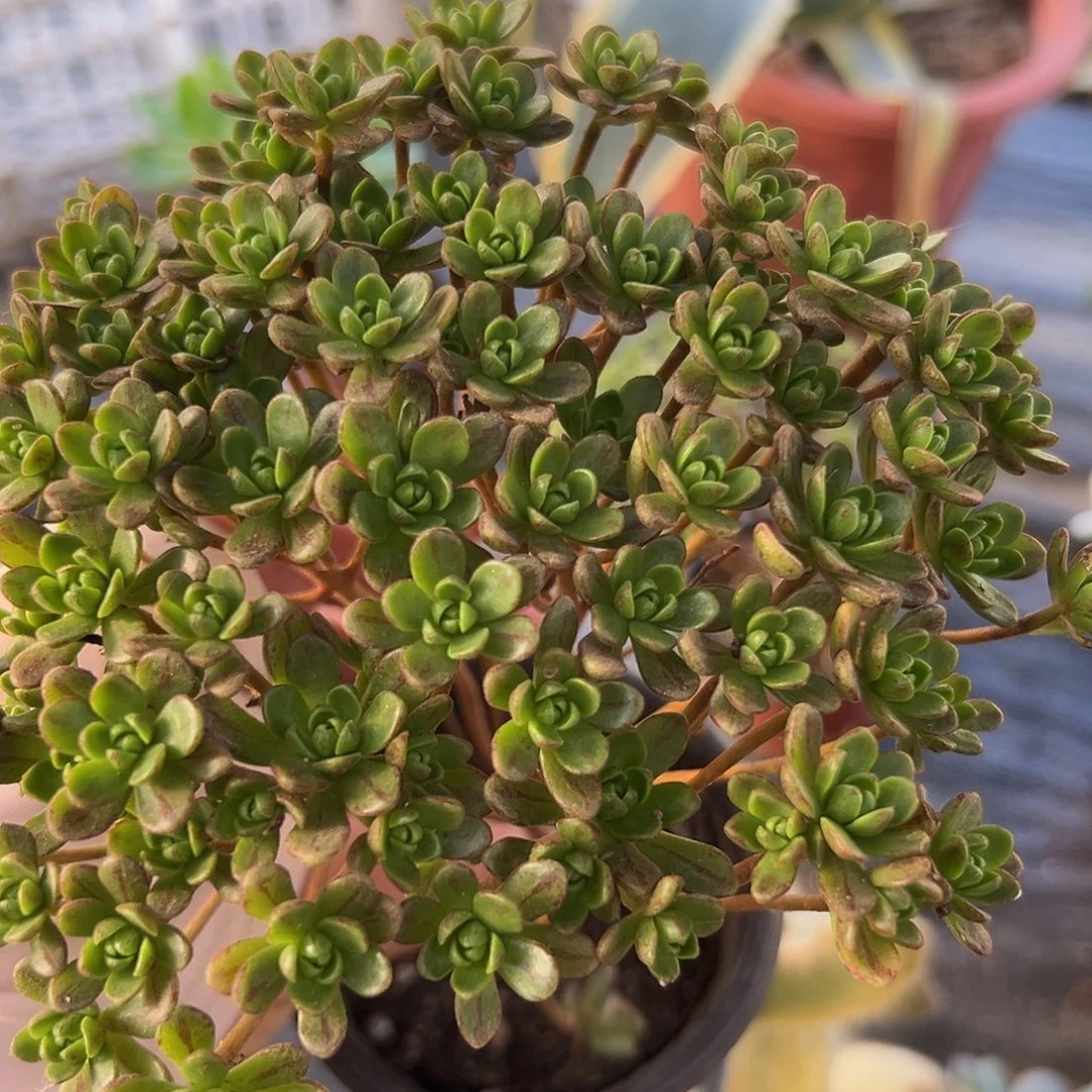 多肉植物多肉植物