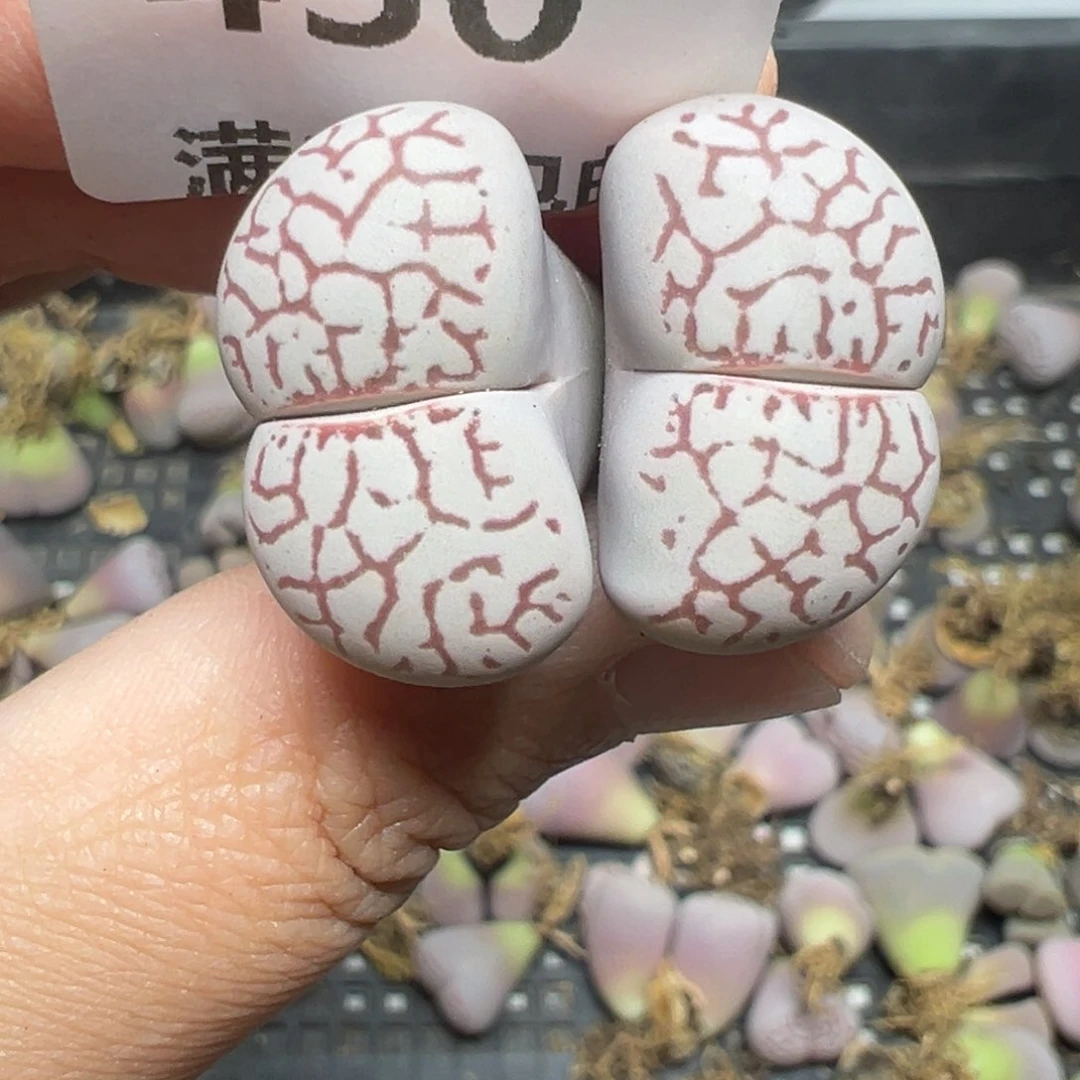 【闪购商品】430……