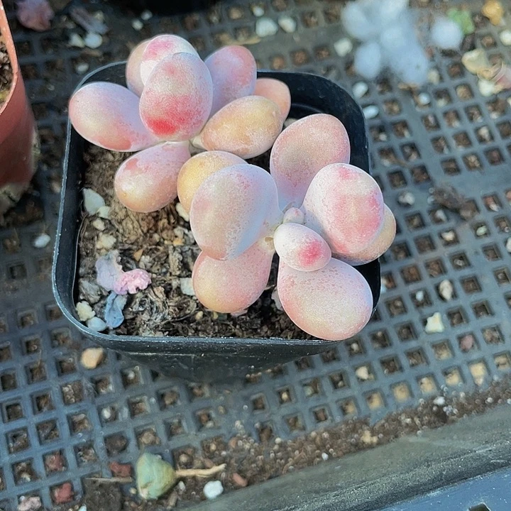 双头老桩桃蛋带盆