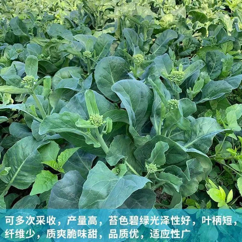 ➣【四季甜心芥兰】甜芯绿芥蓝菜广东芥兰农家薄皮新鲜蔬菜种子春秋