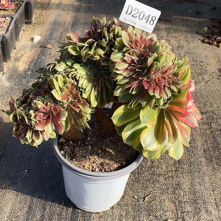 2048红秀多肉缀化