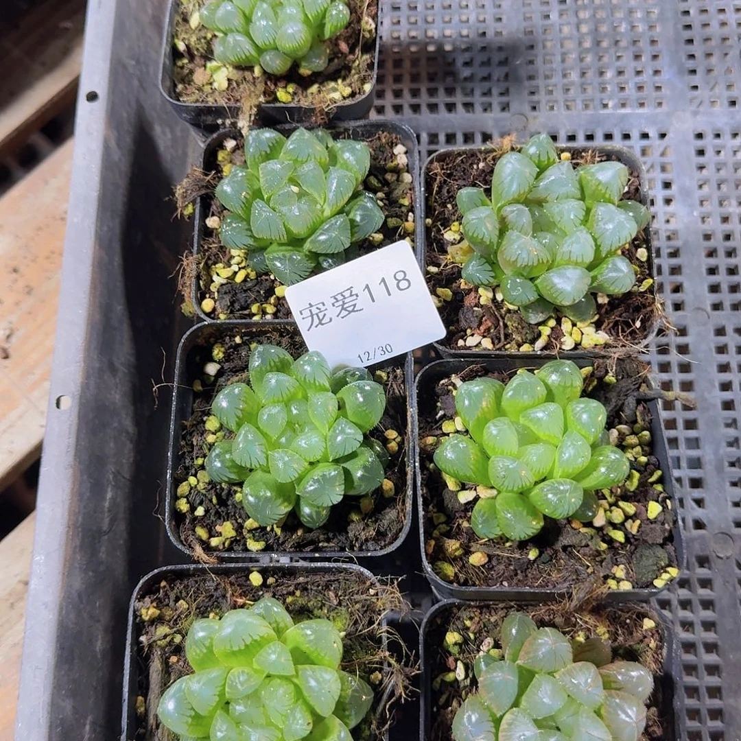 直播福利一物一拍118