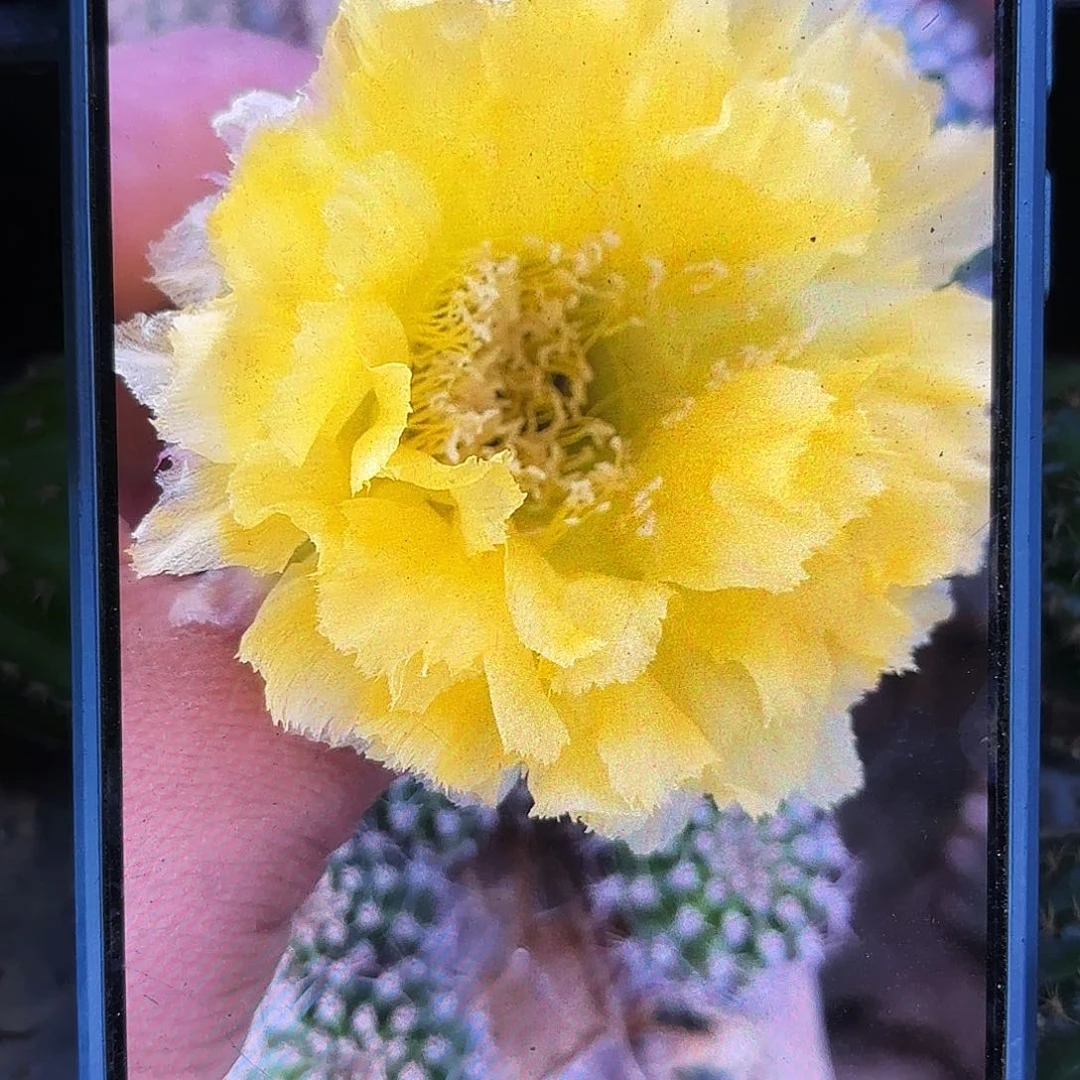 秋洛无根侧牙四公分