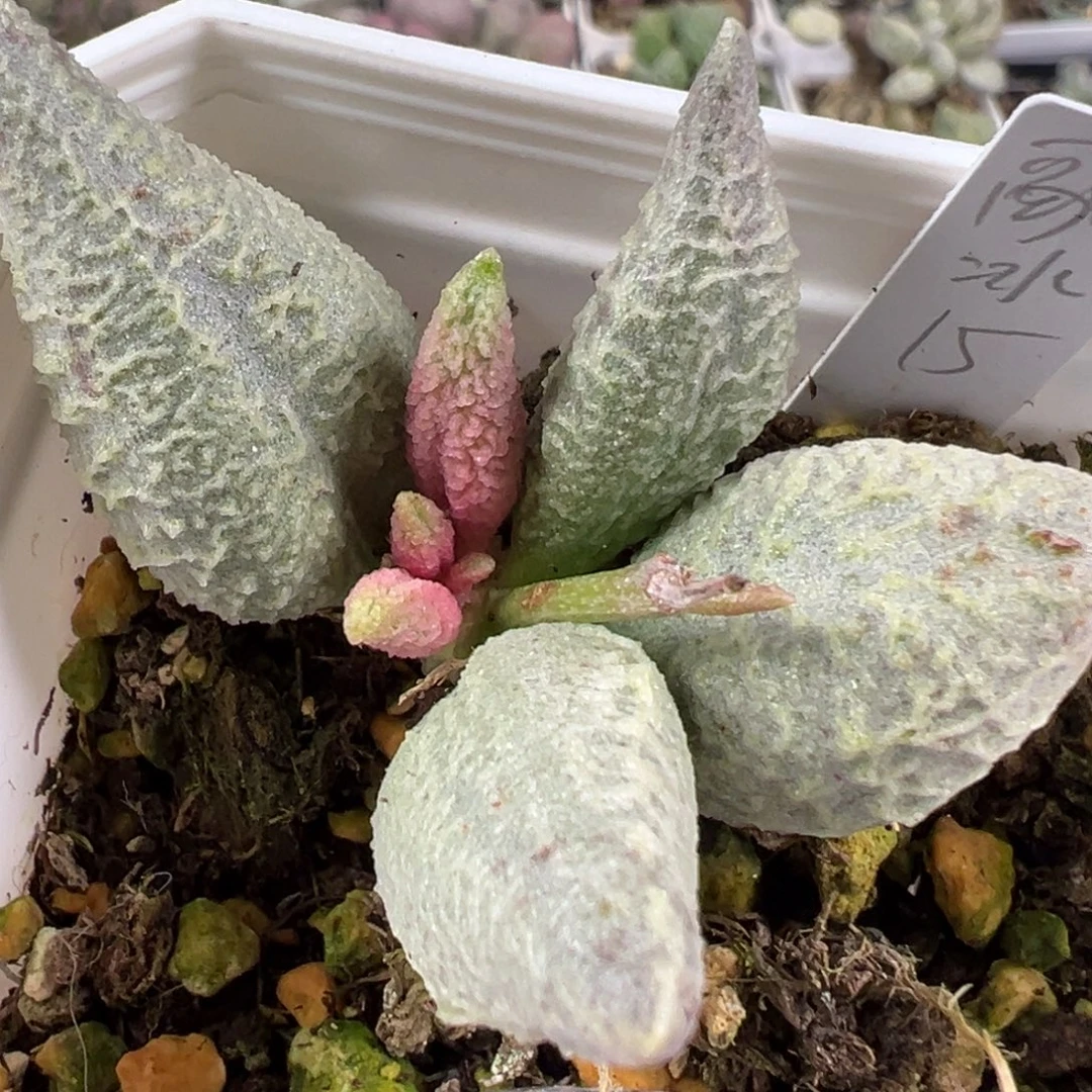 w融化纹冰淇淋多肉植物