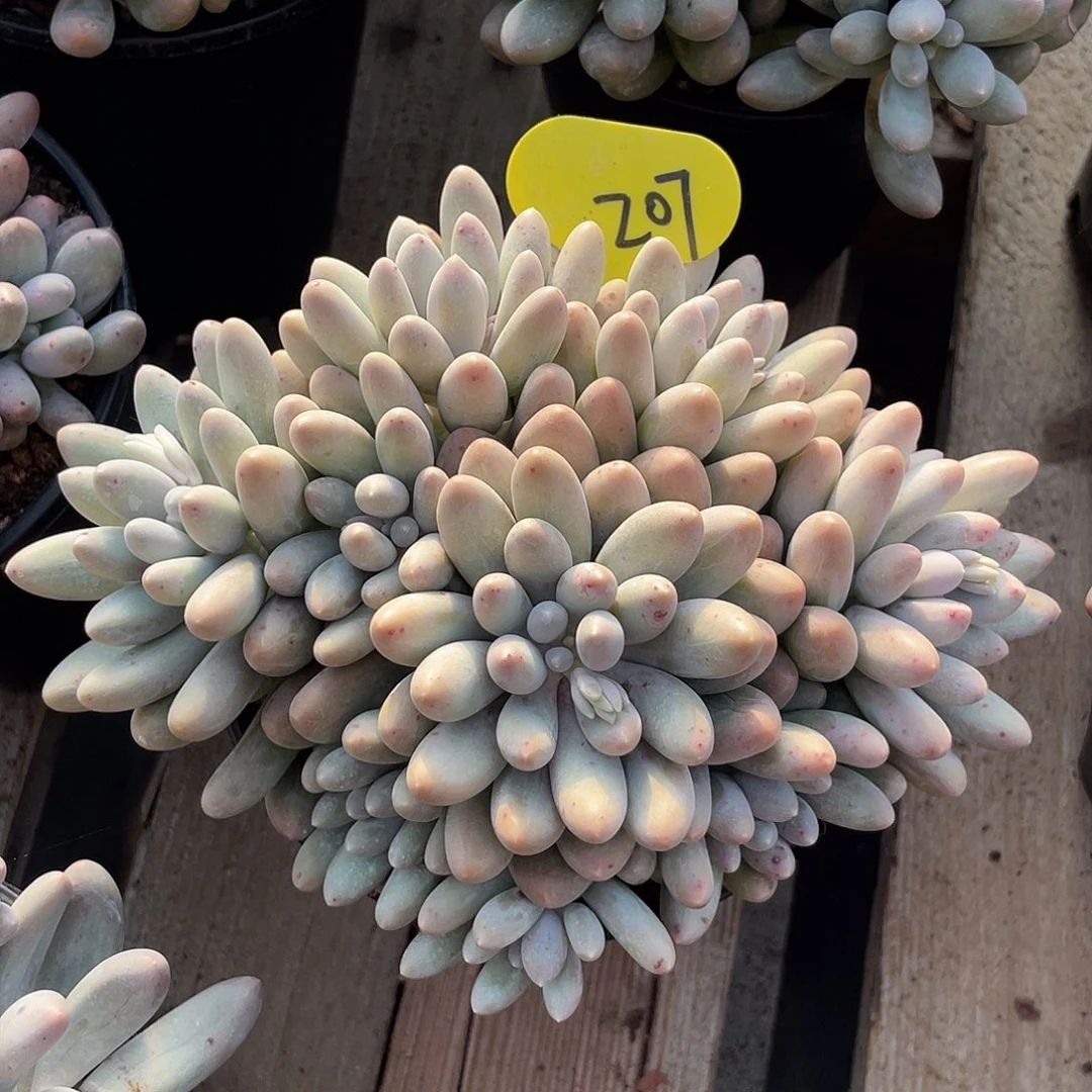 大叶汤圆多肉植物群生207