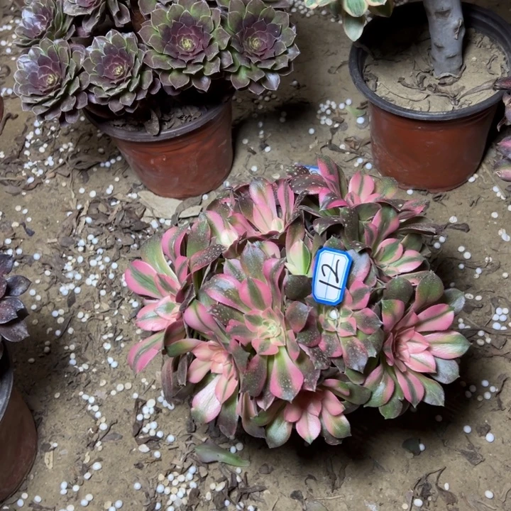 多肉植物香飞法师