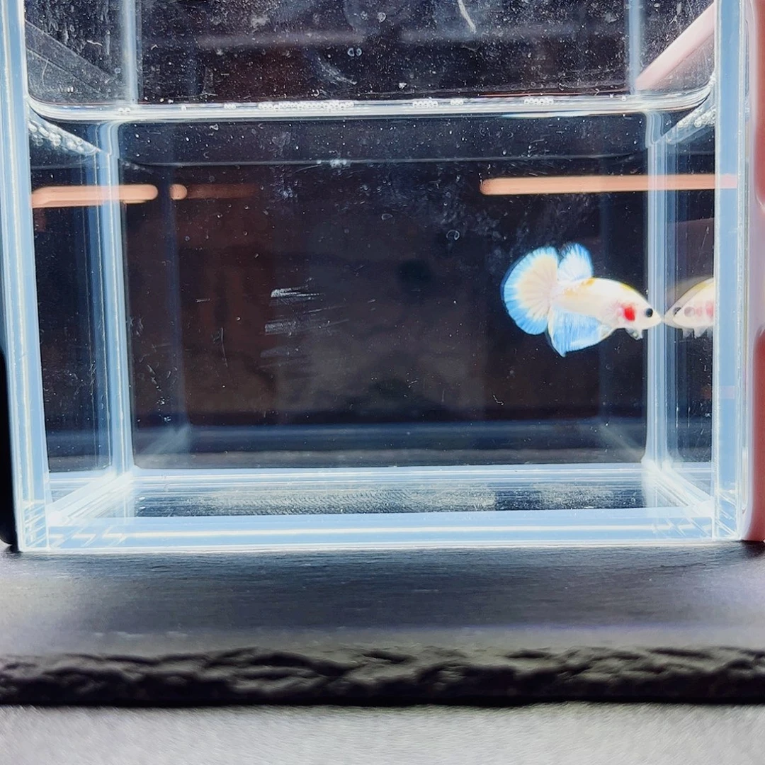 海水鱼宙斯斗鱼竞拍09-27
