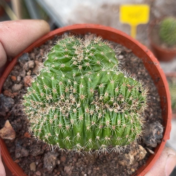 18号实生彩草缀化