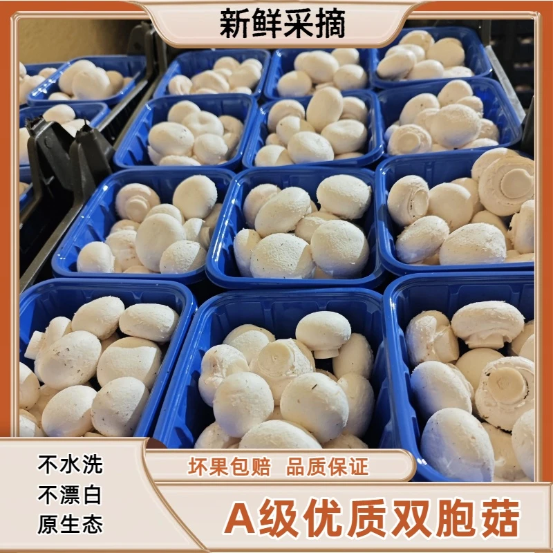 新鲜采摘源头基地现采口蘑新鲜双孢菇火锅炖汤冷链直发