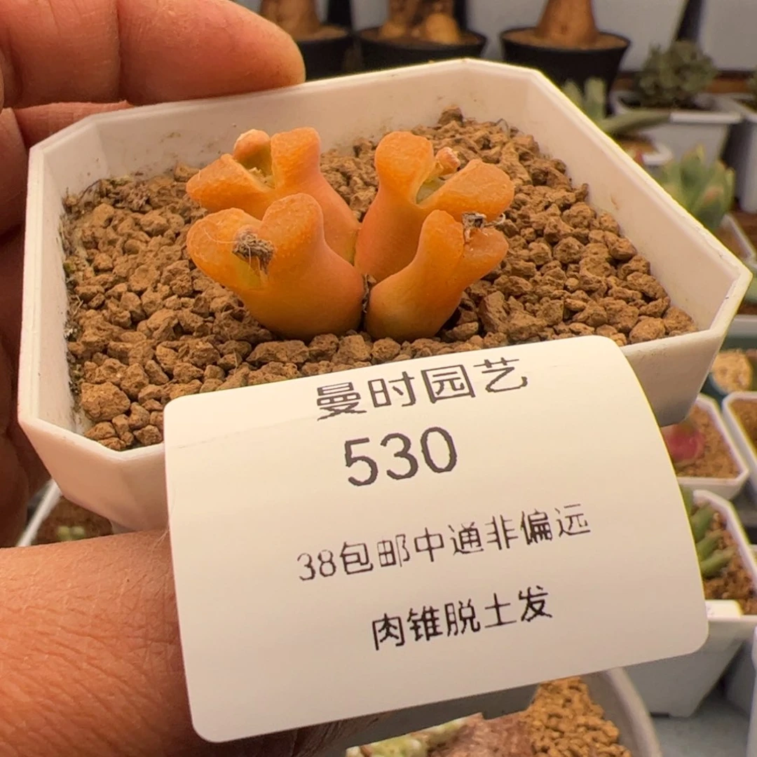 3.8福利风铃多肉植物530