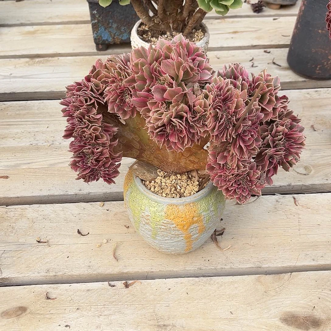 满28包邮冠幅25厘米左右