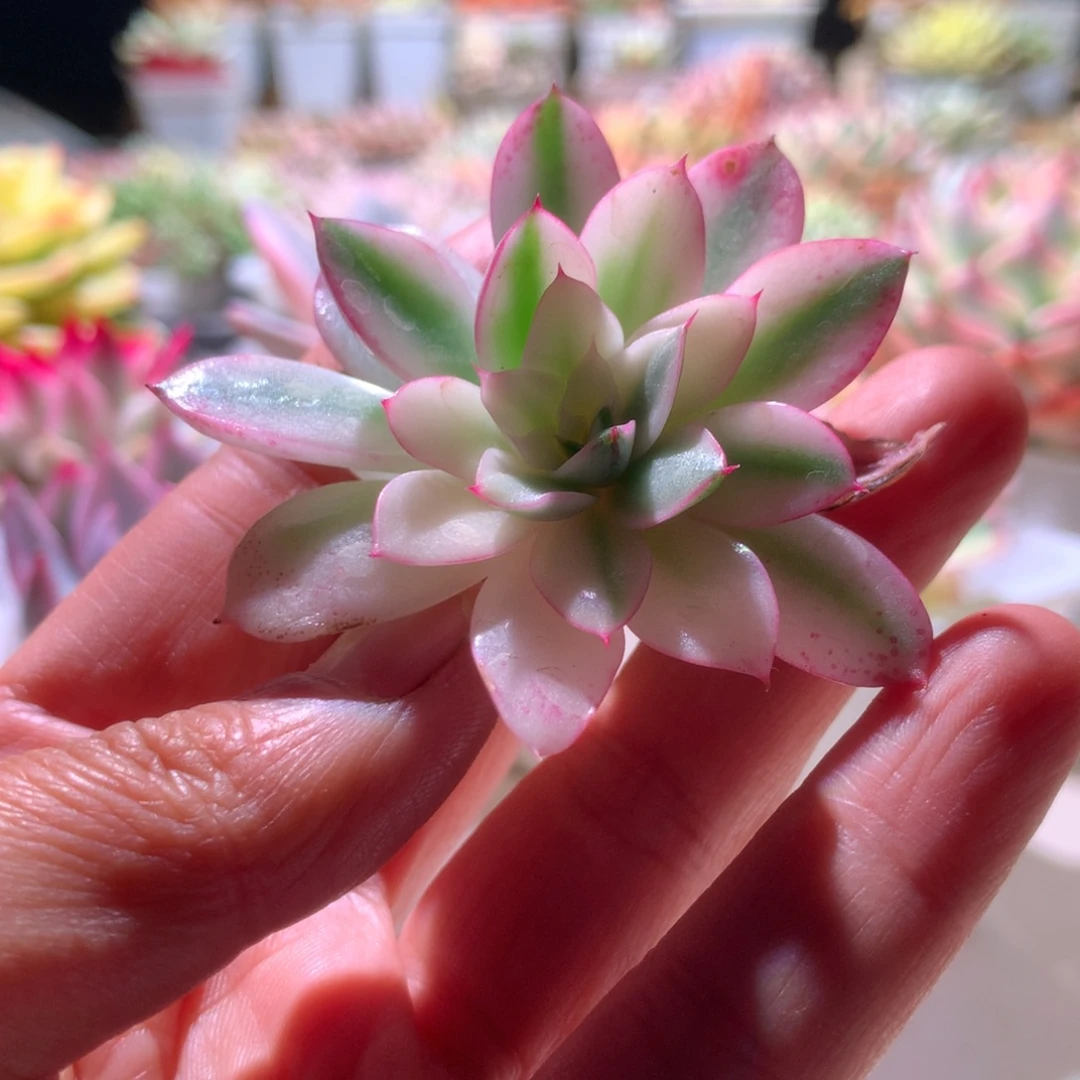 阿吉塔玫瑰锦砍头