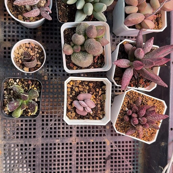 金*顺水蜜桃和草莓都很甜很好吃啊好