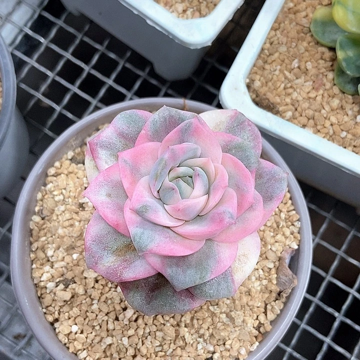 土***土可爱玫瑰彩锦多肉植物