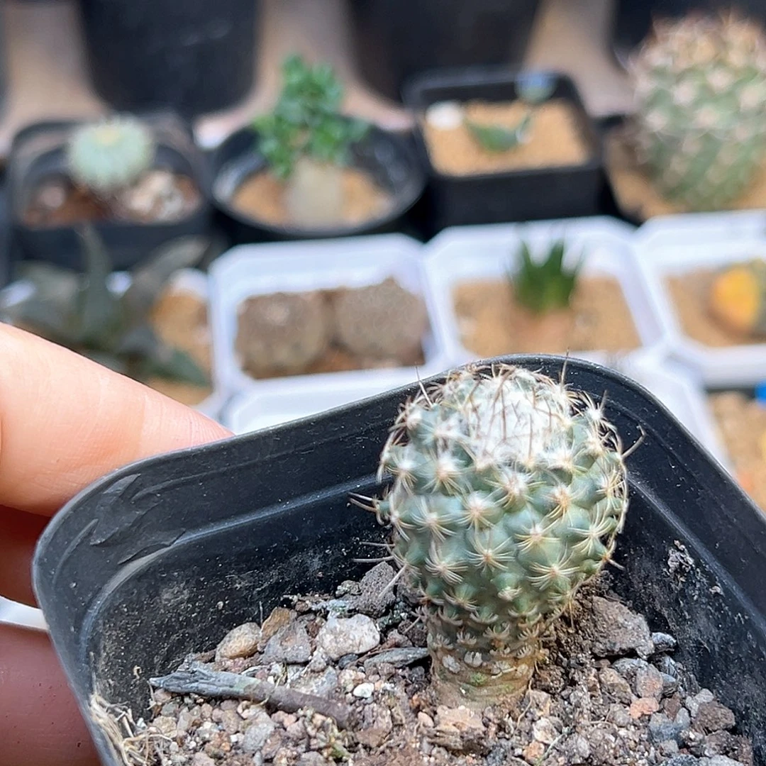紫花海胆娇丽实生球一颗