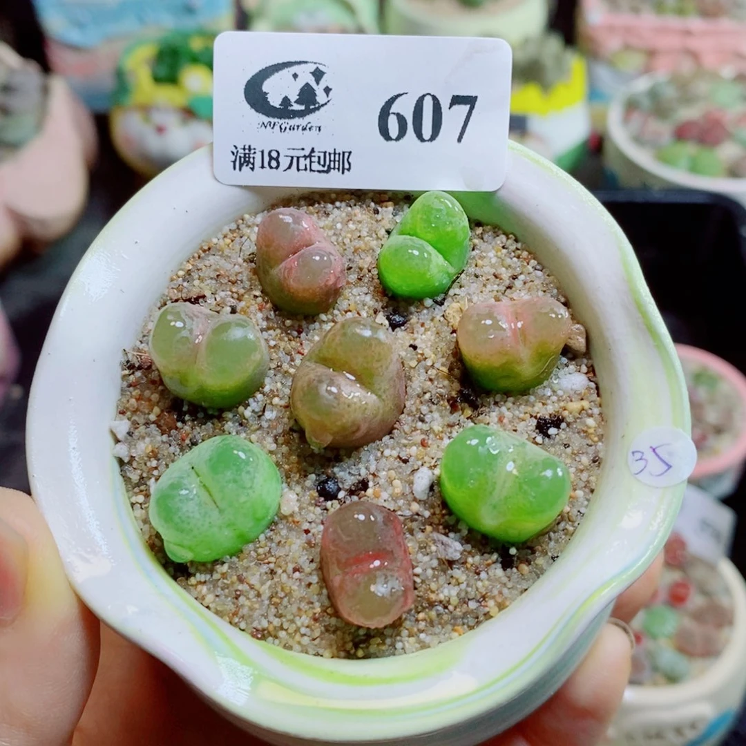 生石花花花花花花花花607