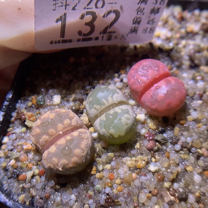 精品生石花226.132