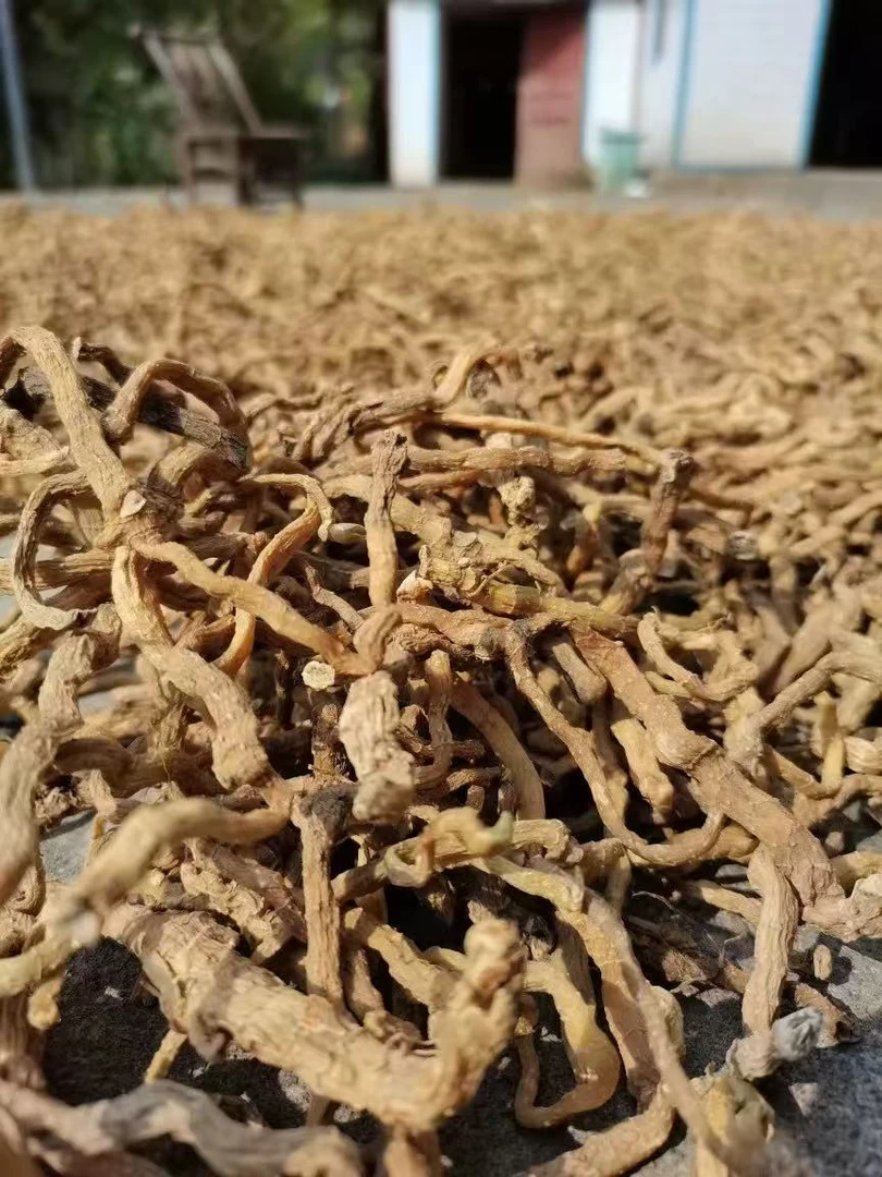 【玉竹】精选品质 干货